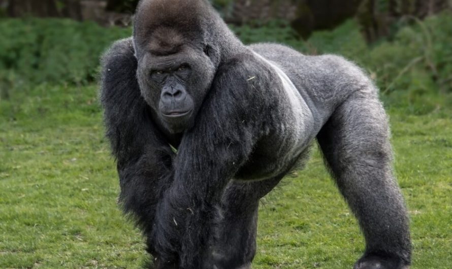 Silverback gorilla teaches himself to walk upright on two legs