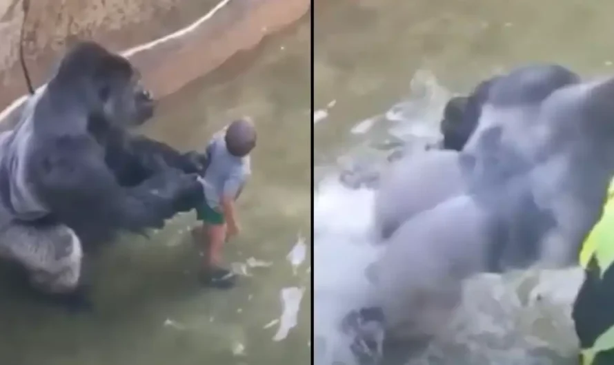 Major theory about what Harambe was going to do with child who fell in enclosure