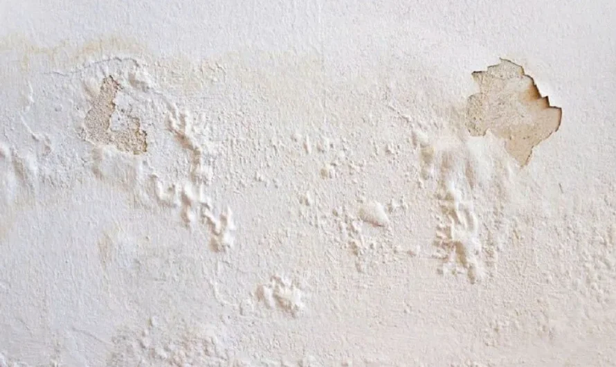 How to fix moldy or peeling walls in a few minutes without hiring a technician