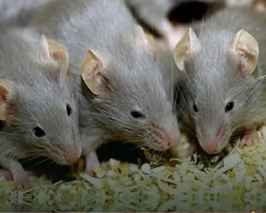 Here are 3 simple ways to keep mice out of your home