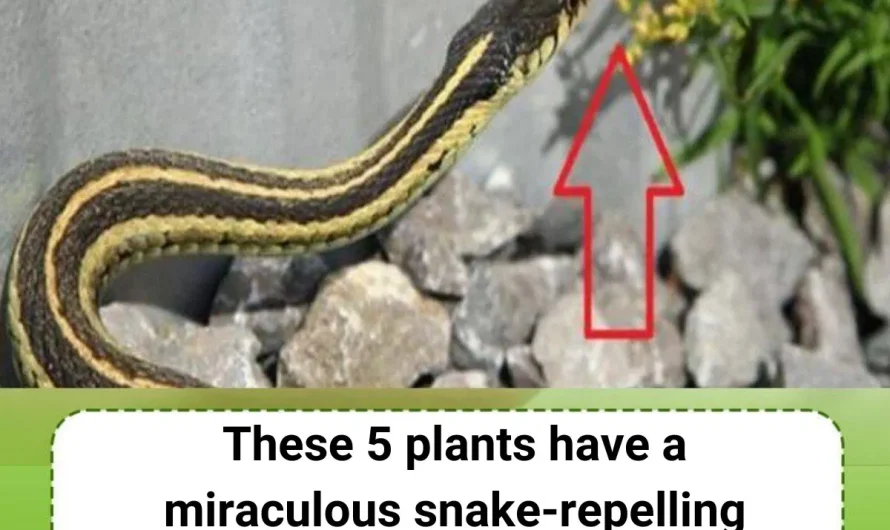 Replanting snake-repellent plants to protect your family.